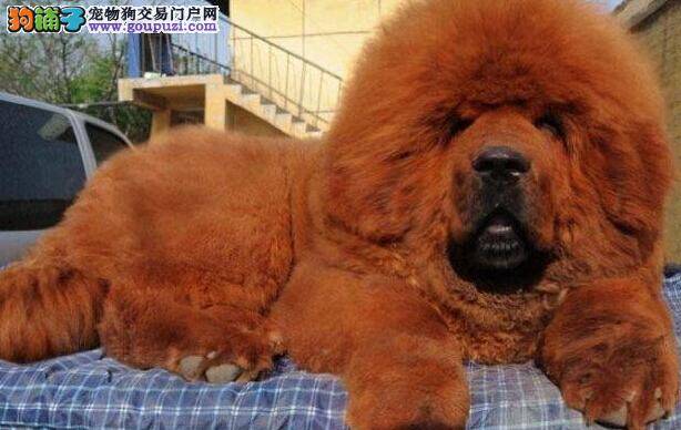 藏獒身上出现很多跳蚤应如何消灭