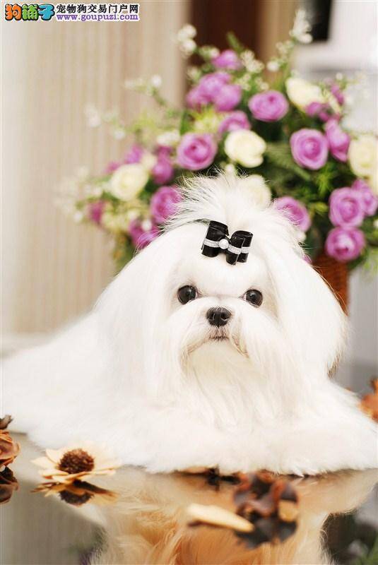 马尔济斯犬怀孕50天流鼻涕，咳嗽如何是好