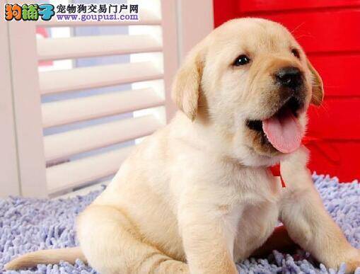 挑选拉布拉多犬应该注意的几个特征