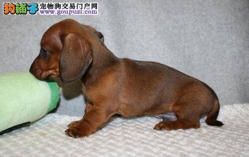 腊肠犬患上皮肤病应注意些什么