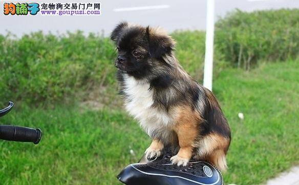 怎样喂养京巴犬保证身体健康