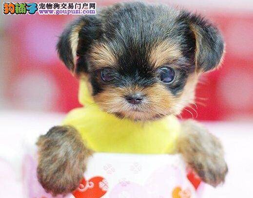 护理妙招 科学护理新生儿茶杯犬