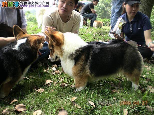 柯基犬一直流眼泪眼睛发红是什么病