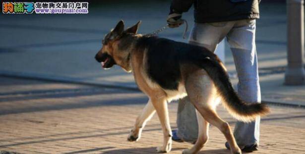 什么样的德国牧羊犬是比较纯正的