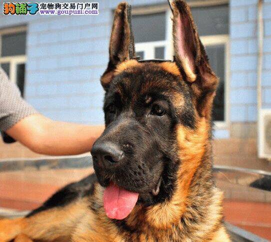 德国牧羊犬眼圈红眼屎多是什么情况