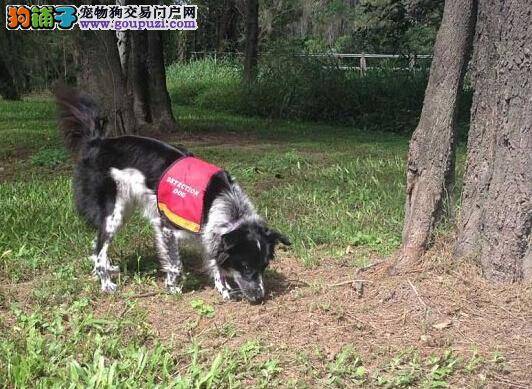 首只嗅探犬依靠粪便寻找考拉 保护野生物种