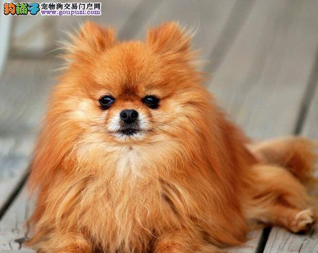 博美犬必会三项技能的训练攻略