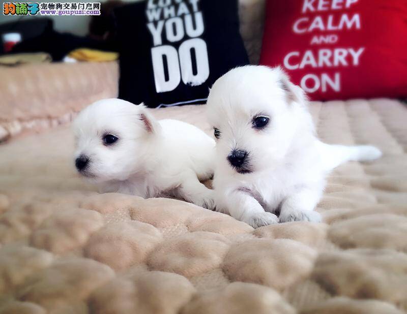 马尔济斯犬吃拜耳驱虫药用量怎么掌握