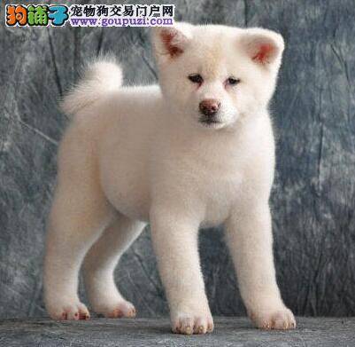 秋田犬莫名其妙的开始抽搐没事吧