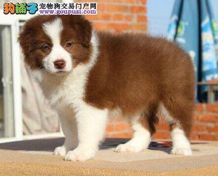 边境牧羊犬自己偷吃了海鲜怎么办