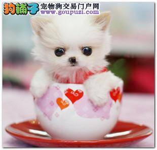 茶杯犬极其挑食不喜欢吃狗粮怎么办