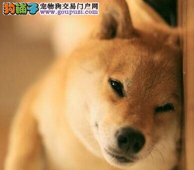 宠物专家支招 四个要点让柴犬摆脱腹泻困扰