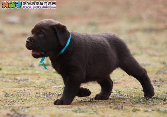 逐项对照 拉布拉多犬选购要点和方法