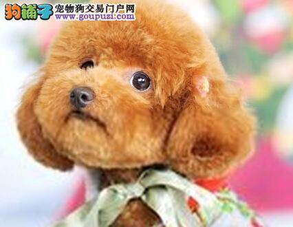 泰迪犬做绝育手术期间应注意哪些事项