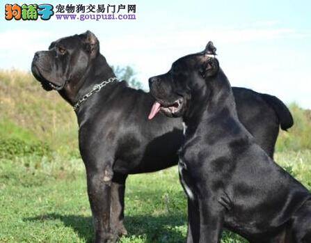 医学宝典之如何预防卡斯罗犬出现过敏现象