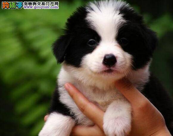 六个月边境牧羊犬一顿喂多少粒狗粮合适