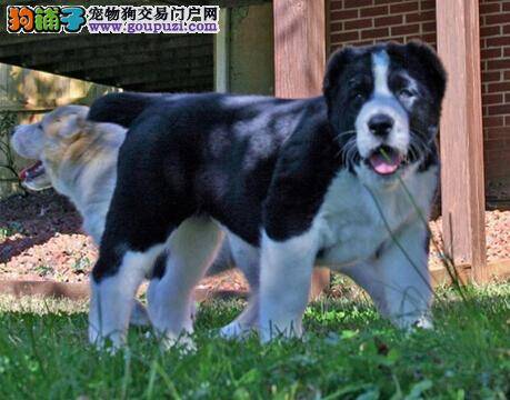 喂养新观念 饲养中亚牧羊犬要注意的喂养方式