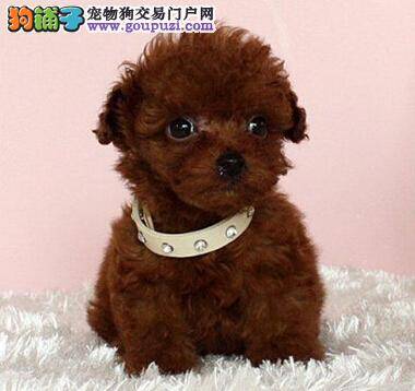 整理遛狗必备物品 带茶杯犬遛弯要做好哪些准备工作