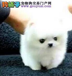 博美犬患上犬瘟热，流鼻涕应怎么办