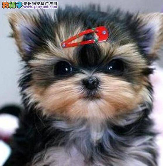 选购一点通 三个要点让你选到优秀的约克夏