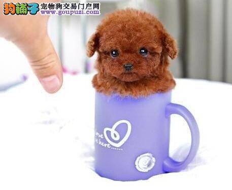 泰迪犬身上出现很多红疙瘩该怎么办