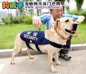 300条警犬为深圳大运会保驾护航