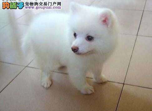 银狐犬总喜欢咬人怎么办