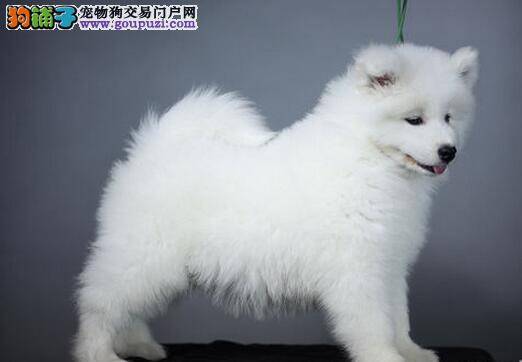 萨摩耶身上出现很多虱子用什么药消灭掉