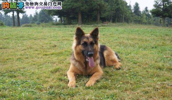 新手应该如何饲养德国牧羊犬呢？