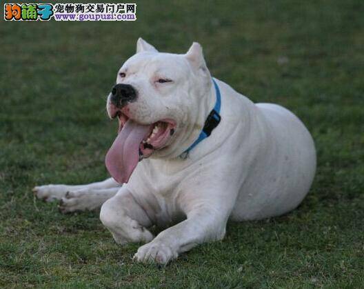 常吃鸡肝有害处 为什么不能经常给杜高犬吃鸡肝