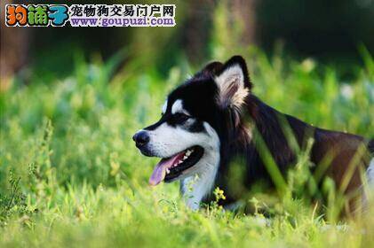 与犬共舞 如何和阿拉斯加雪橇犬一起玩飞盘游戏