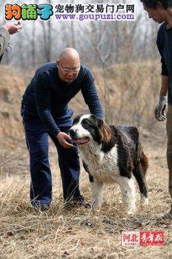 超级狗迷家养百余大型犬 养狗每月至少1万元