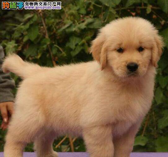 金毛犬会影响孩子的成长吗