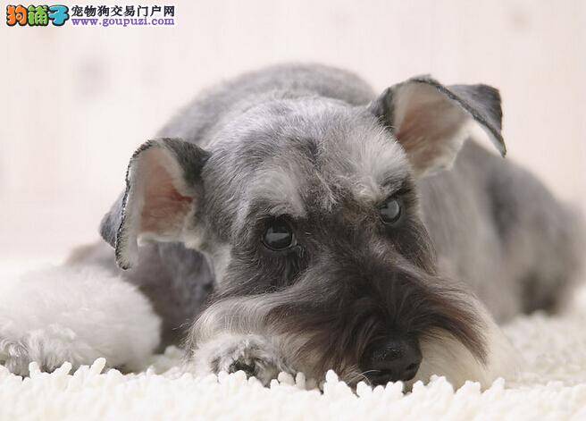 预防雪纳瑞受到蜱虫的伤害需做哪些准备工作