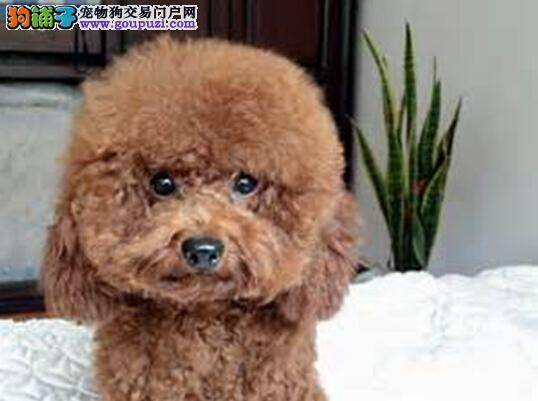 选狗超容易 迷你贵宾犬的相关标准