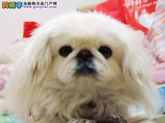 护理有妙招 寒冷冬季如何预防京巴犬感冒