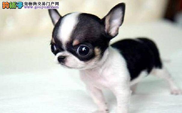 怎样喂养吉娃娃犬 吉娃娃的养护