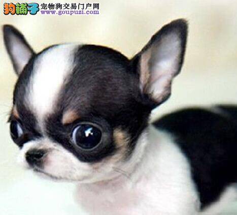 吉娃娃的眼睛睁不开应如何是好