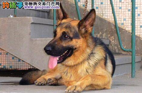 必学急救常识 德国牧羊犬意外受伤应如何应对