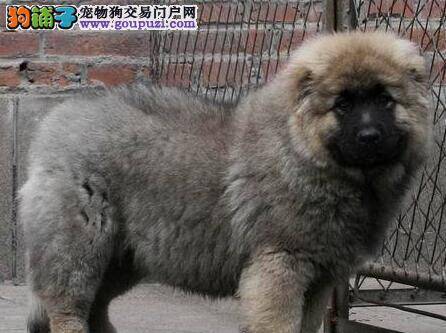 怎样通过外观区别健康的高加索犬与病犬