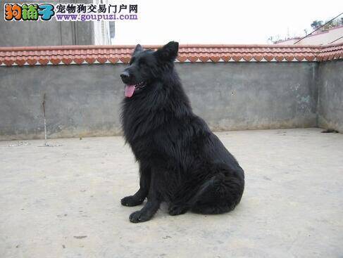 饲养比利时牧羊犬不可缺少的营养食物种类