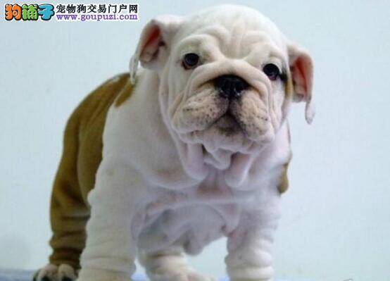 斗牛犬非常健康为什么还会干咳