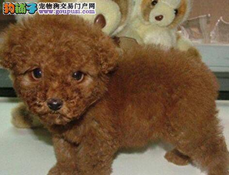 我家贵宾犬全身发抖是为什么