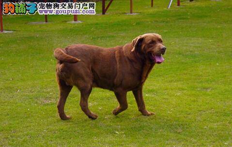 烈日炎炎 怎样避免拉布拉多犬患上皮肤病