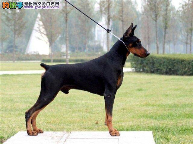 杜宾犬得了细菌性皮肤病能洗澡吗