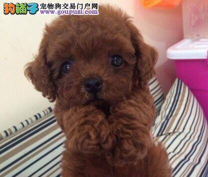 泰迪犬昨晚总拉稀，没精神 有人知道是怎么了吗