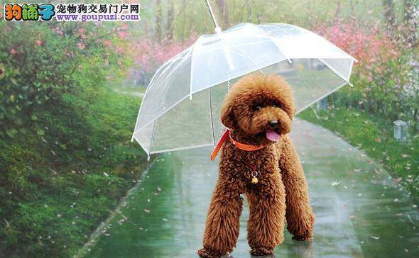 泰迪犬雨季外出必备小工具 泰迪犬雨季外出不用愁