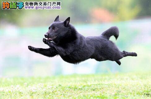特色活动“飞行狗摄影会”在日本群马县举行