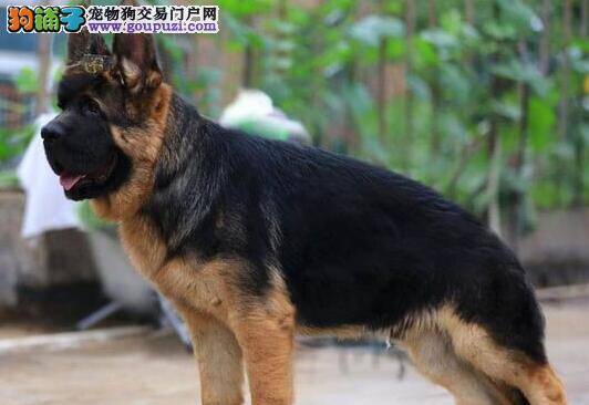 购买德国牧羊犬，关注皮毛与步伐