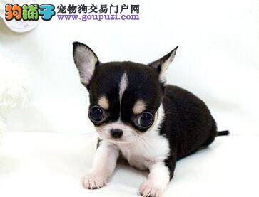 吉娃娃身上起小疙瘩瘙痒是真菌还是螨虫